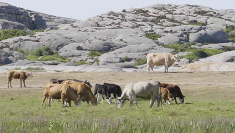 Heard-of-Cows-Grazing-with-Coastal-Granite-Background,-Slow-Motion