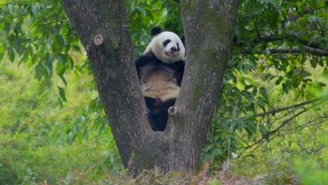 Großer-Panda-Schläft-Auf-Einem-Baum,-Chengdu,-China