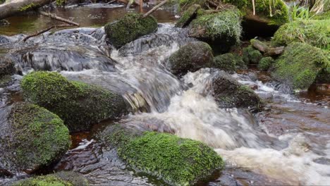 Waldlandschaft