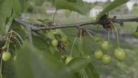 Close-Up-Small-Green-Cherries-And-Leaves-In-Cherry-Tree-Moved-By-Breeze