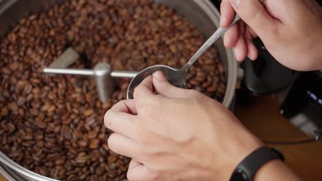 Person-überprüft-Braune-Kaffeebohnen-In-Der-Rotierenden-Röstmaschine