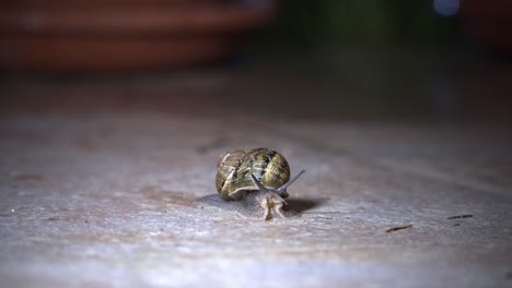 El-Caracol-Se-Detiene-En-Una-Acera-En-Una-Noche-Lluviosa-De-Primavera.