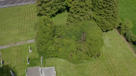 Overgrown-plants-cover-Cargin-church-walls-by-cemetery-in-grassy-field