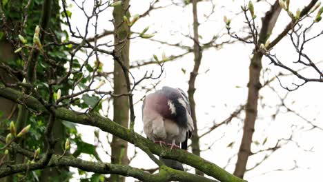 Single-wild-wood-pigeon-sitting-high-up-in-a-Sycamore-tree,-preening,-cleaning-its-feathers