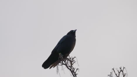 Black-bird,-rook-or-crow-sitting-on-a-branch-high-up-in-a-tree