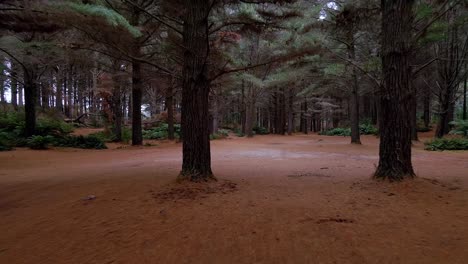 Reverse-motion-drone-shot-of-creepy-wooded-forest-under-dark-canopy-shadow-near-Strahan,-Tasmania,-Australia