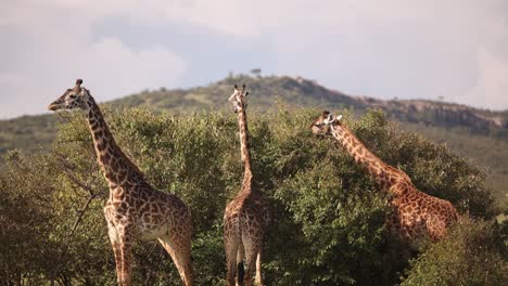 Eine-Gruppe-Giraffen,-Die-Auf-Einer-Safari-Im-Masai-Mara-Reservat-In-Kenia,-Afrika,-Von-Einer-Akazie-Fressen