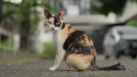 Closeup-shot-orange-white-black-Calico-cat-in-home-parking-garden-looking-at-camera-full-body