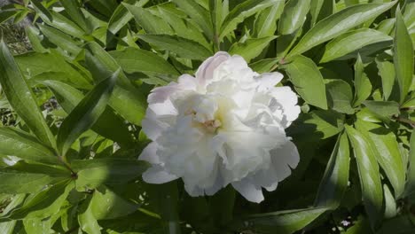 Süße-Weiße-Blume-In-Der-Sonne-Und-Lange-Grüne-Blätter,-Die-Vom-Wind-Bewegt-Werden