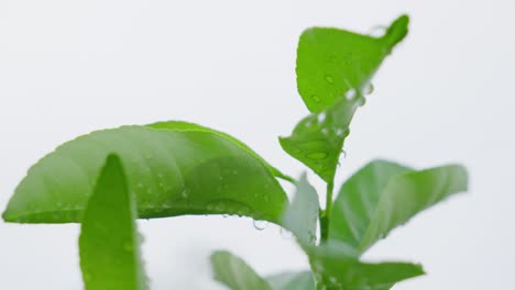 Nature-motion,-breeze-moving-Leaf-of-Citrus-×-amblycarpa,-plant-science