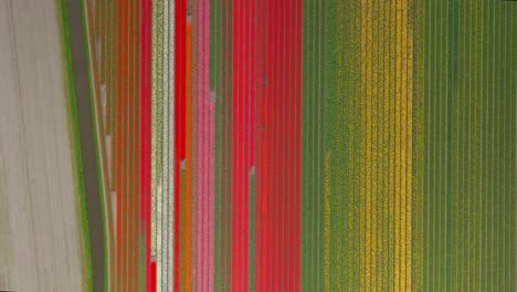 Aerial-top-view-of-colorful-patterns-of-tulip-fields-in-Lisse,-Netherlands