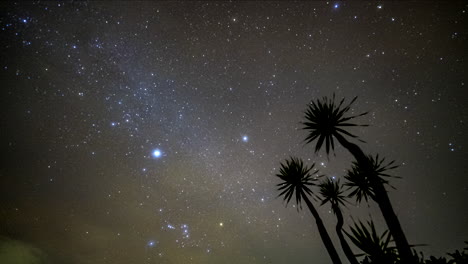 Night-time-lapse-of-stars-in-space-with-abstract-tree-foreground