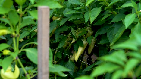 Reife-Paprika-Gemüse,-Paprika-Pflanzen-In-Einem-Haus-Bio-Gewächshaus-Angebaut