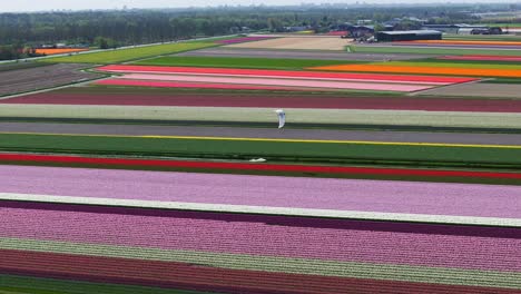 Drone-shot-of-person-kitesurfing-by-vast-colorful-flower-fields-in-the-Netherlands