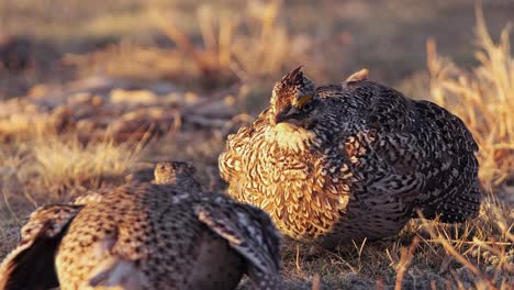 Select-focus-Sharptail-Grouse-males-face-off-on-golden-hour-prairie