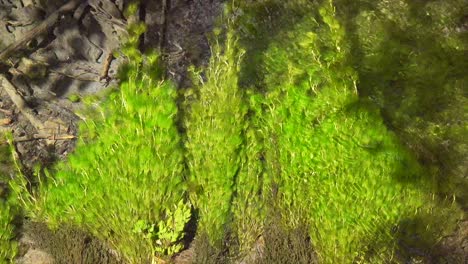 Toma-Abajo-De-La-Vegetación-Del-Río-Meciéndose-Con-Las-Corrientes-Del-Claro-Arroyo-De-La-Selva-Tropical.