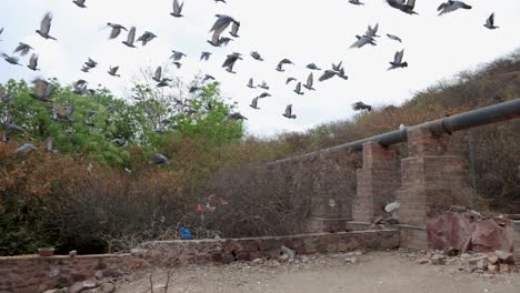 Palomas-Volando-En-Movimiento-Disparadas-Al-Aire-Libre-Por-La-Noche