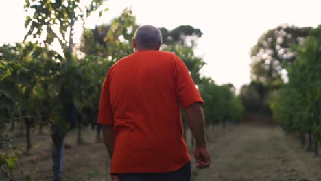 Old-farmer-with-an-orange-shirt-walking-into-his-flourishing-vineyard