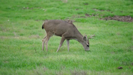 Telephoto-close-up-shot-of-a-mule-deer-grazing-green-grass