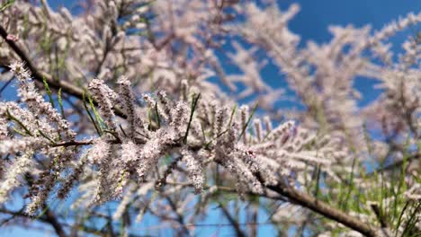 Macro-Shot-of-Pink-Tamarisk-Flowers-with-Bokeh-Effect