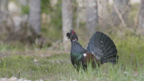 Male-western-capercaillie-roost-on-lek-site-in-lekking-season-close-up-in-pine-forest-morning-light