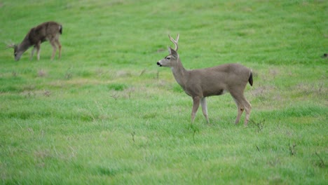 Maultierhirschbock-Mit-Geweih-Grasen-Auf-Einer-Wiese-Im-Norden-Kaliforniens