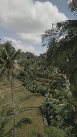 La-Terraza-De-Arroz-De-Tegallalang-Es-Un-Hermoso-Campo-De-Arroz-En-La-Regencia-De-Ubud