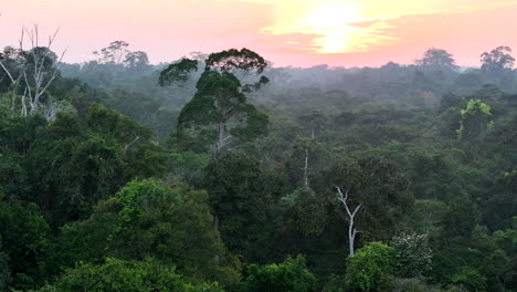 Imágenes-Aéreas-De-Una-Panorámica-Lenta-A-Través-De-La-Densa-Selva-Tropical.