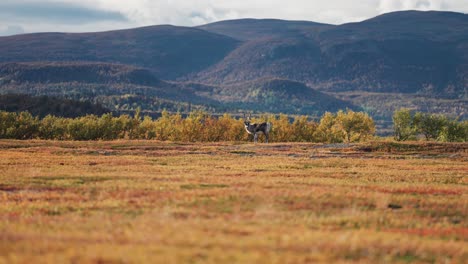 A-reindeer-in-the-autumn-tundra-landscape