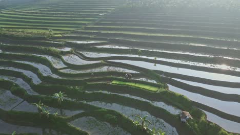 Sun-reflecting-from-water-in-rice-terraces,-aerial-view