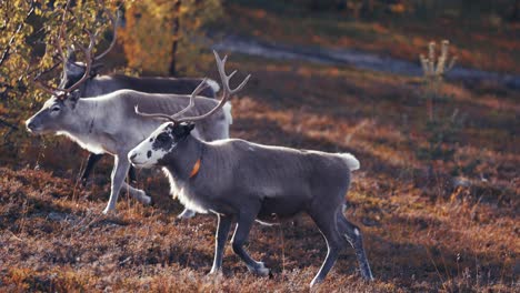 Drei-Junge-Rentiere-Stehen-Neugierig-In-Der-Herbstlandschaft,-Drehen-Sich-Dann-Um-Und-Traben-Durch-Die-Bunten-Bäume-Davon