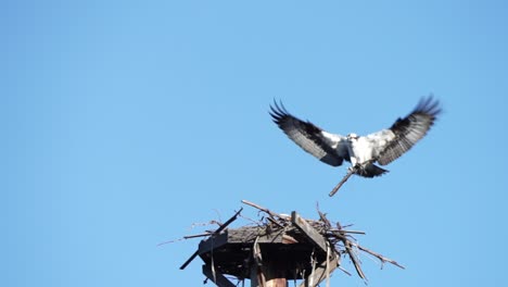 Osprey-flying-to-nest-with-twigs-to-build-nest
