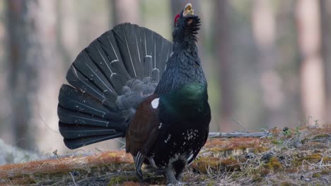 Male-western-capercaillie-roost-on-lek-site-in-lekking-season-close-up-in-pine-forest-morning-light