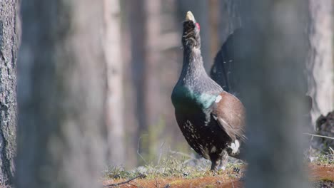 Male-western-capercaillie-roost-on-lek-site-in-lekking-season-close-up-in-pine-forest-morning-light