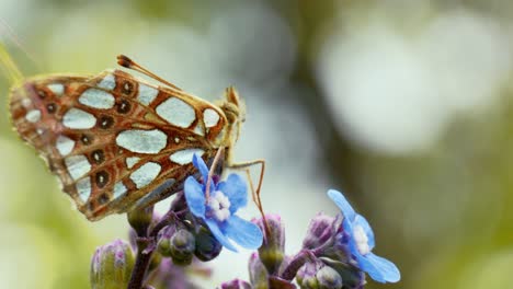Ein-Schmetterling-Sitzt-Elegant-Auf-Einer-Blume-Und-Genießt-Die-Sanften-Strahlen-Der-Sonne-In-Einer-Ruhigen-Natürlichen-Umgebung.
