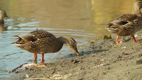 Female-Mallard-Ducks-Waddling-on-Shore-of-a-Lake-in-4K-Slow-Motion