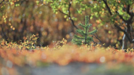 A-young-pine-tree-surrounded-by-a-colorful-autumn-landscape-in-Norwegian-tundra