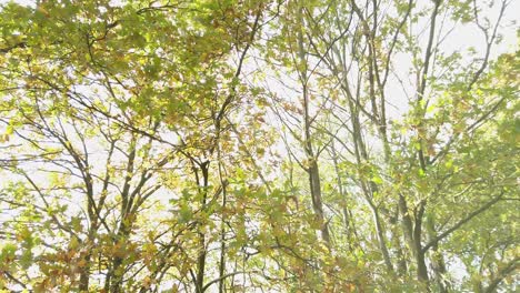 Bewegliche-Zweige-Und-Blätter-Werden-Im-Herbst-Vom-Wind-Verweht