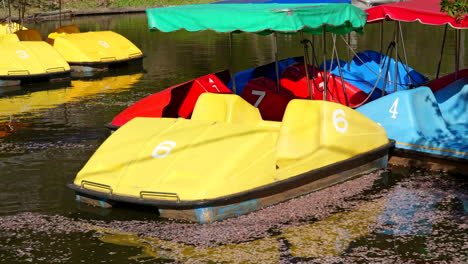 Paddle-boats-blowing-in-wind-on-pond-in-Japan-with-floating-sakura-cherry-blossom-petals