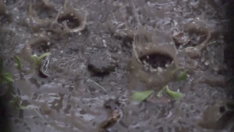 Lluvia-De-Primavera-En-Tierras-De-Cultivo