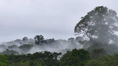 Dichter-Nebel-Bedeckt-Den-Wald