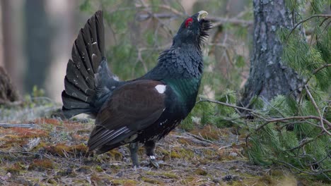 Male-western-capercaillie-roost-on-lek-site-in-lekking-season-close-up-in-pine-forest-morning-light