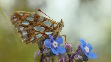 A-butterfly-elegantly-perches-on-a-flower,-soaking-in-the-sun's-gentle-rays-in-a-tranquil-natural-setting