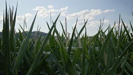 Ein-Maisfeld-In-Der-Schweiz