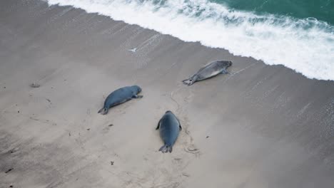 Elephant-seals-off-the-pacific-coast-in-northern-California-being-aggresive