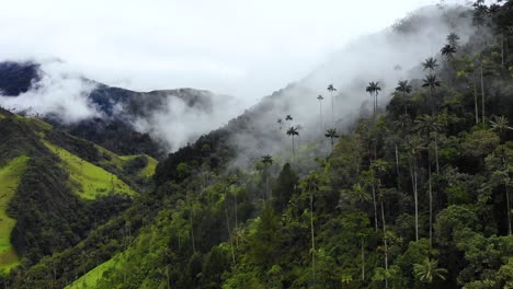 Una-Suave-Capa-De-Niebla-Cubre-Las-Montañas-De-Los-Andes-Mientras-Altas-Palmeras-De-Cera-Sobresalen