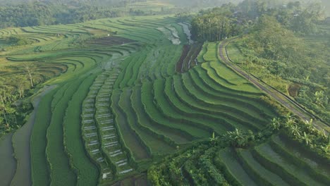Carretera-Rural-Y-Mágicas-Terrazas-De-Arroz-En-Indonesia,-Vista-Aérea-De-Drones