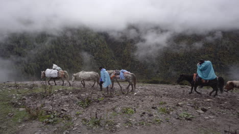 Manada-De-Caballos-De-Sichuan-Transportando-Carga-Y-Viajero-En-La-Montaña-En-China