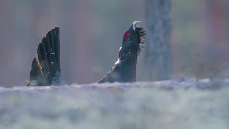 Male-western-capercaillie-roost-on-lek-site-in-lekking-season-close-up-in-pine-forest-morning-light