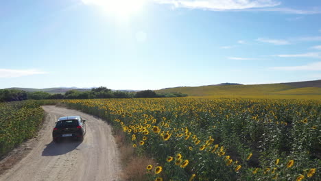 Aerial---A-field-of-sunflowers-below-a-sunny-blue-sky,-Spain,-wide-shot-forward